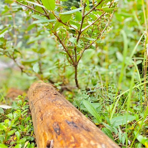 Meet your Posher, Norah - Picture 8 of 13